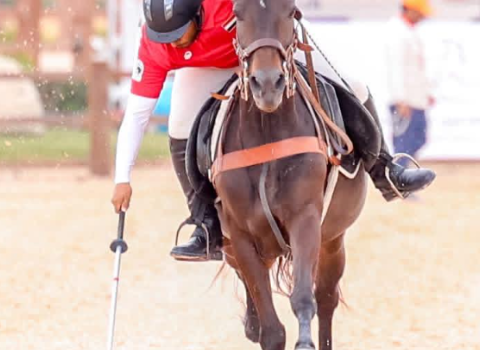 منتخب اليمن للفروسية يحرز برونزية (السيف) في البطولة الدولية لالتقاط الأوتاد